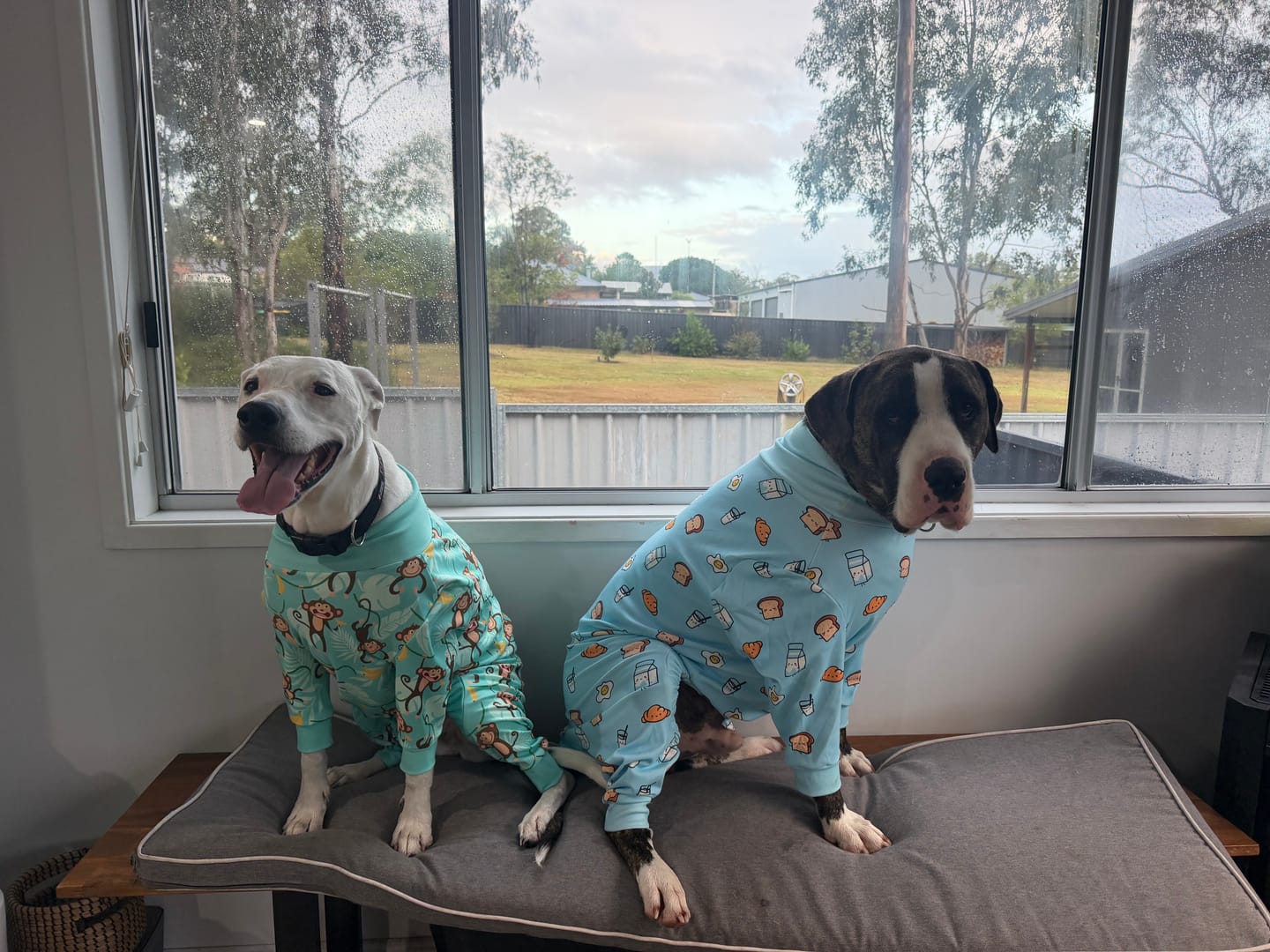 Customer photo review of Dog Pajama - Breakfast Blue