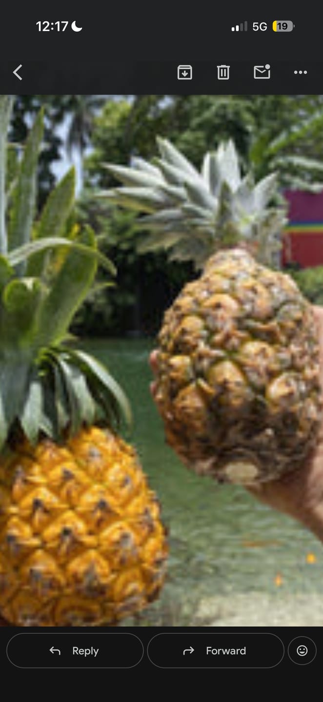 Customer photo review of Pineapple