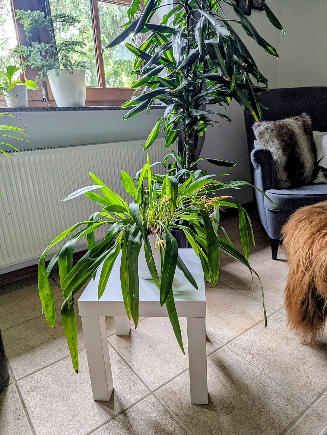 Customer photo review of Maxillaria bradei Hybride im 12cm Topf mit gelben Blüten und 10+ Blüten