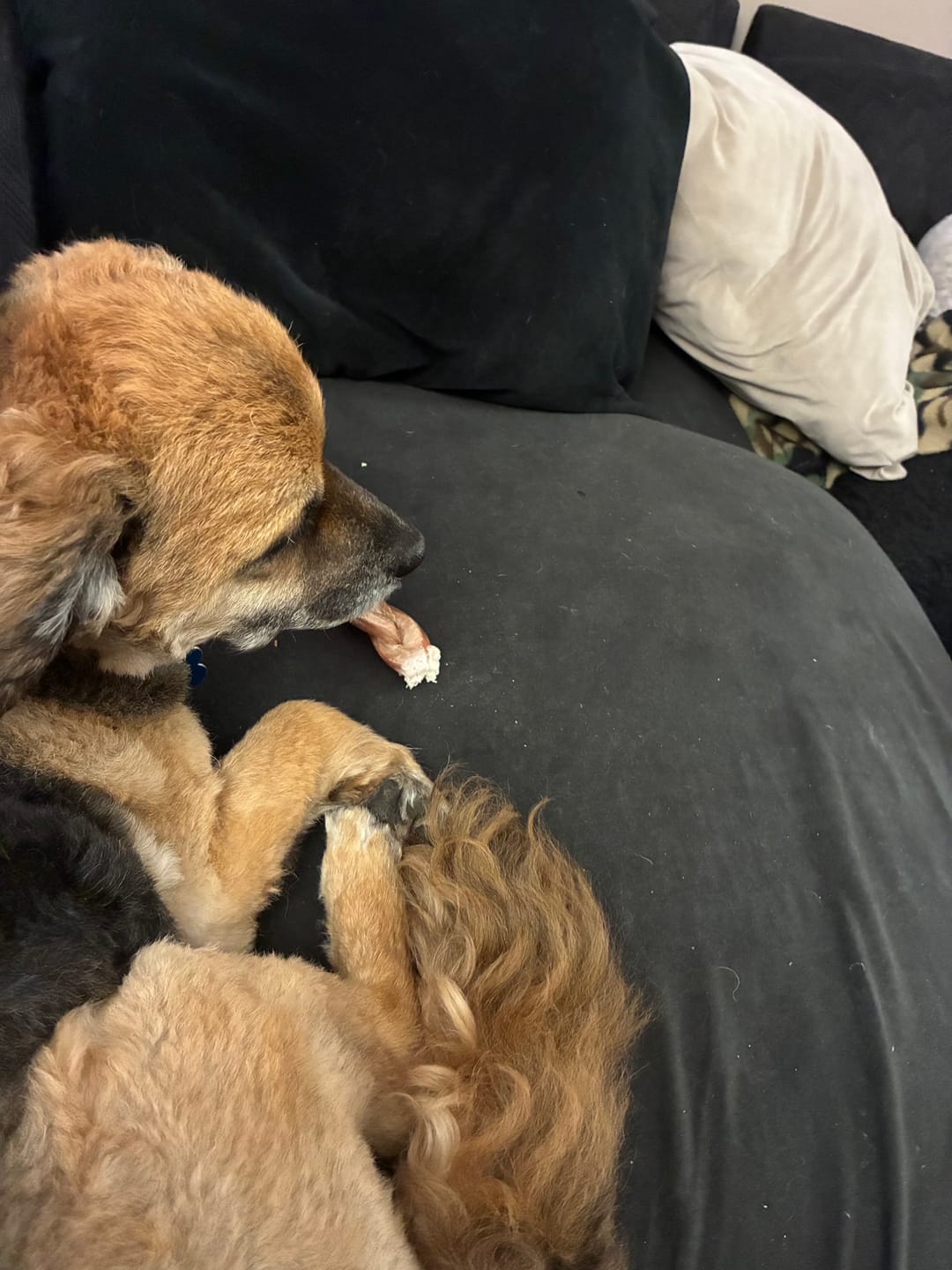 Customer photo review of 6 Inch Standard Braided Bully Stick