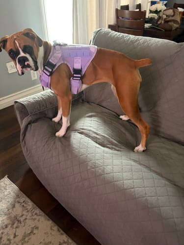 Customer boxer wearing a Team K9 harness