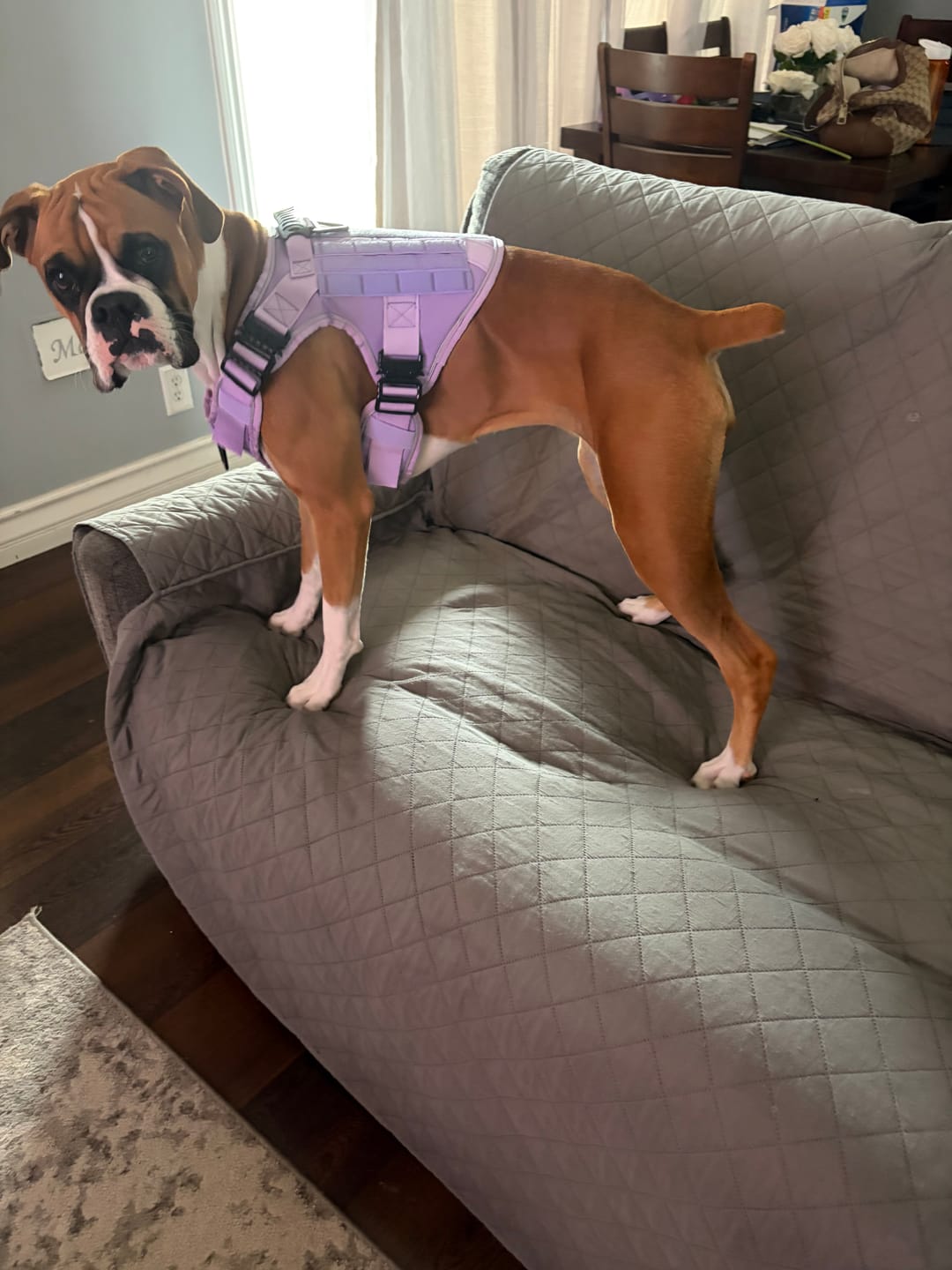 Customer photo review of NEW Upgraded Tactical No-Pull Team K9™ Dog Harness with 4 Quick-Release Metal Buckles, Reinforced Front & Back V-Rings, Hook & Loop Panels, Adjustable Straps, Reflective Strips, & Top Handle