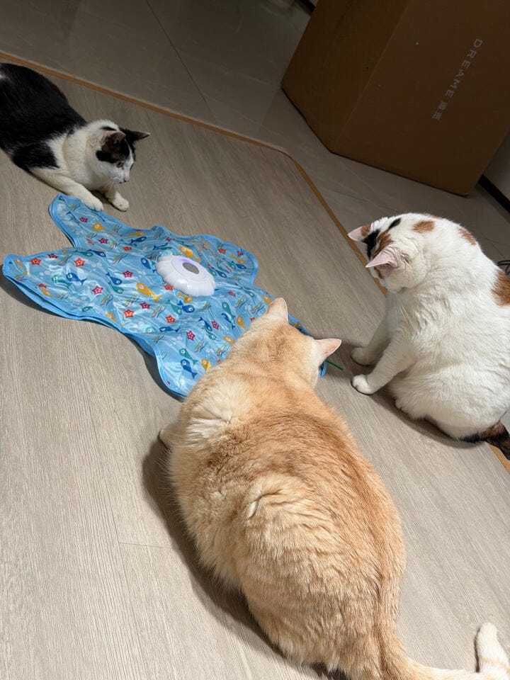 Customer photo review of Teasing UFO (Cats)