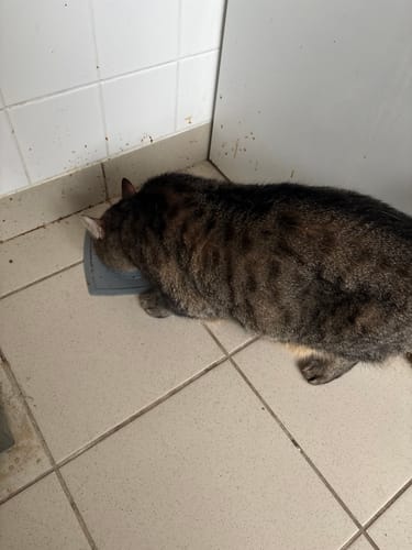 Avis d'un client : un chat tigré mangeant la Pâtée Chat Stérilisé Poulet dans une gamelle.
