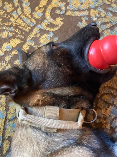 Reviewer's dog lying down wearing the tan tactical dog collar while chewing a red toy.