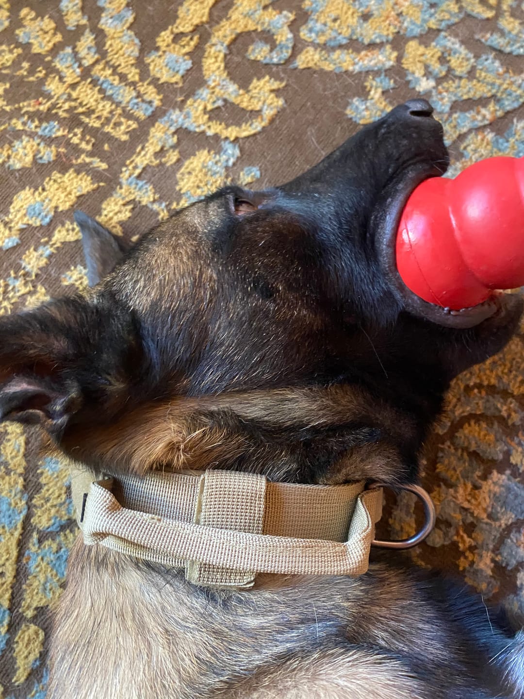 Customer photo review of Metal-Buckle Tactical K9 Dog Collar With Hook & Loop Panel & Top Handle
