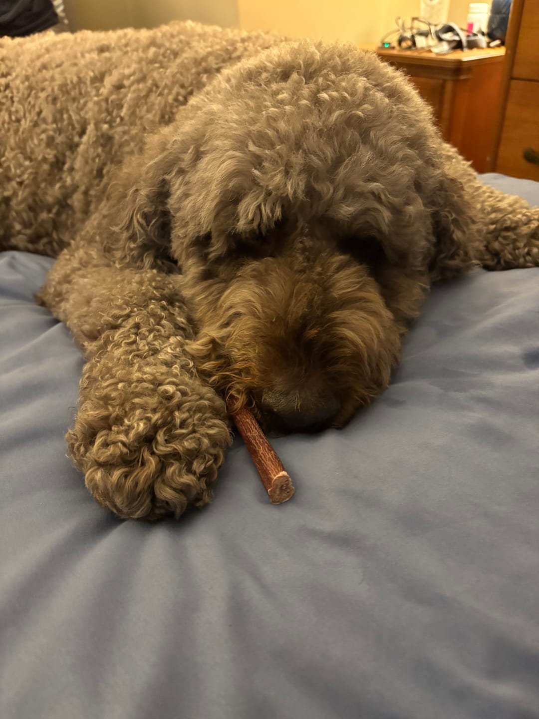 Customer photo review of 6 Inch Standard Bully Stick