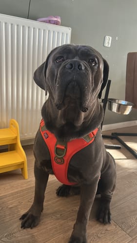 Customer photo review of Anti Pull Hurricane Harness Lighter | With Handle - Burnt Orange X Khaki