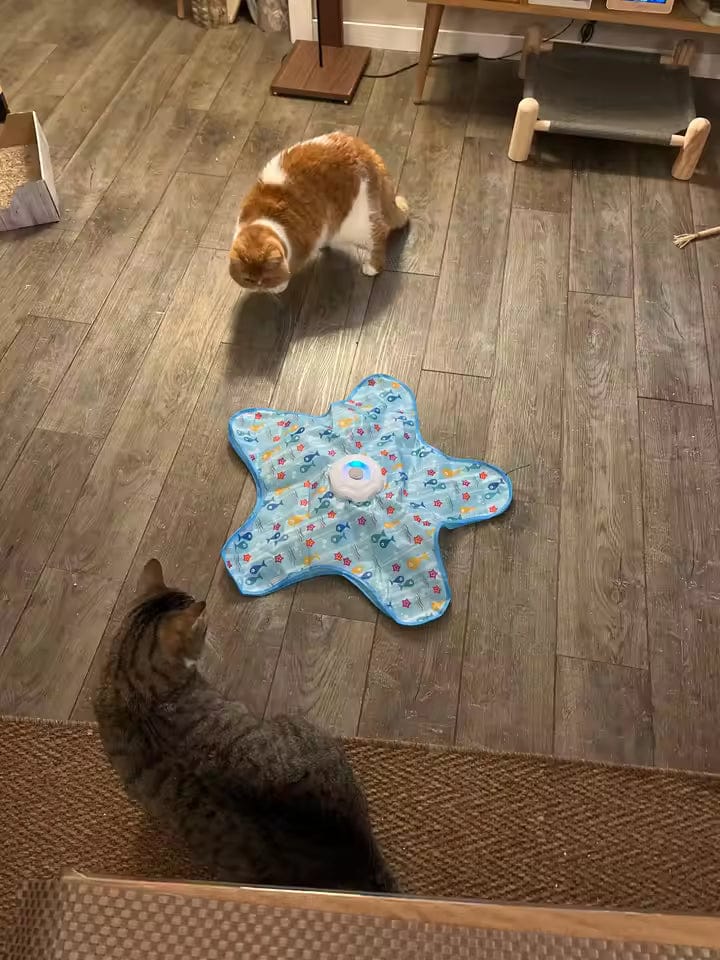 Customer photo review of Teasing UFO (Cats)