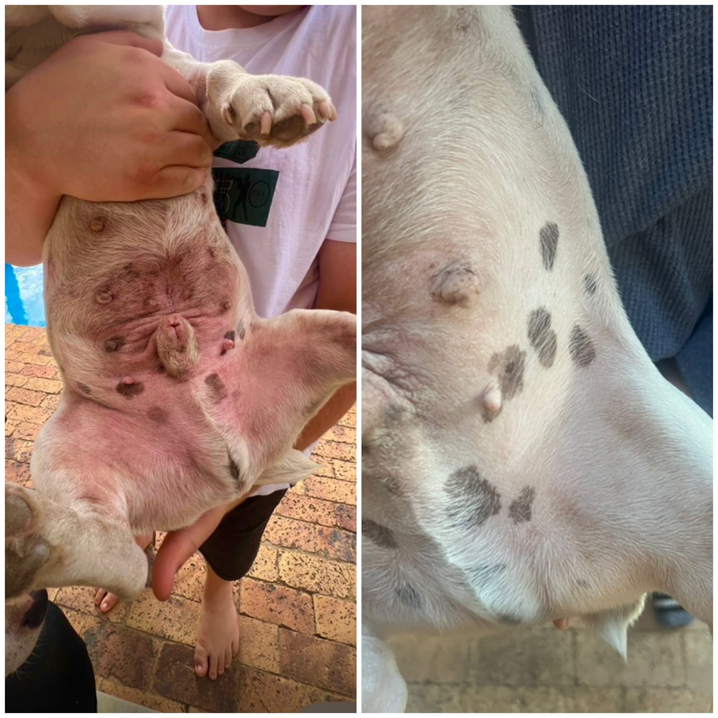 Customer photo review of Doggymin (Skin & Immunity Support For Dogs)
