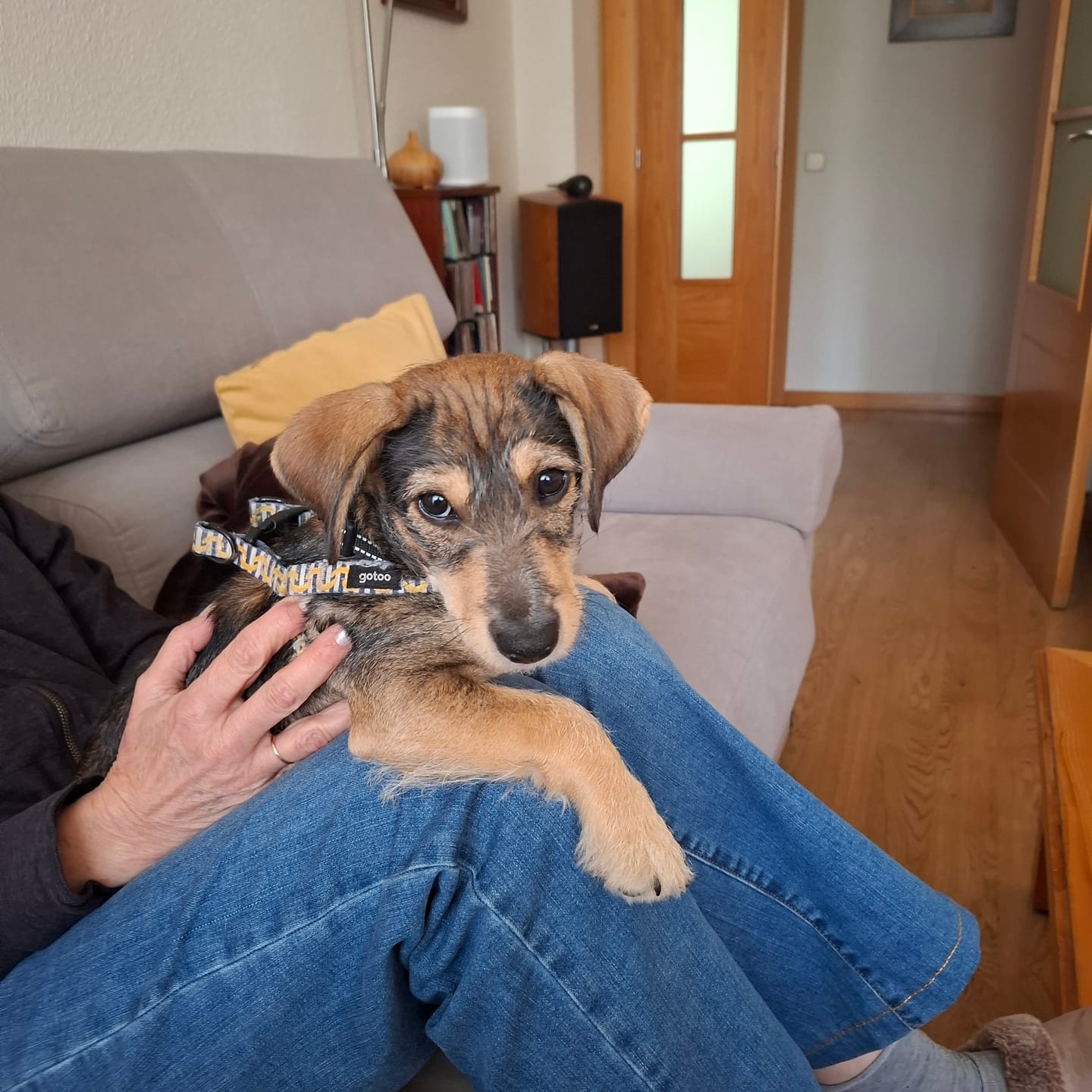Customer photo review of Grain Free Puppy Salmon & Turkey