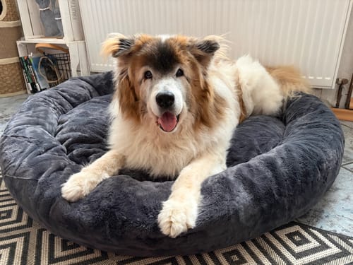 Kunde zeigt seinen großen, flauschigen Hund, der im grauen orthopädischen Hundebett Delux liegt und in die Kamera blickt.