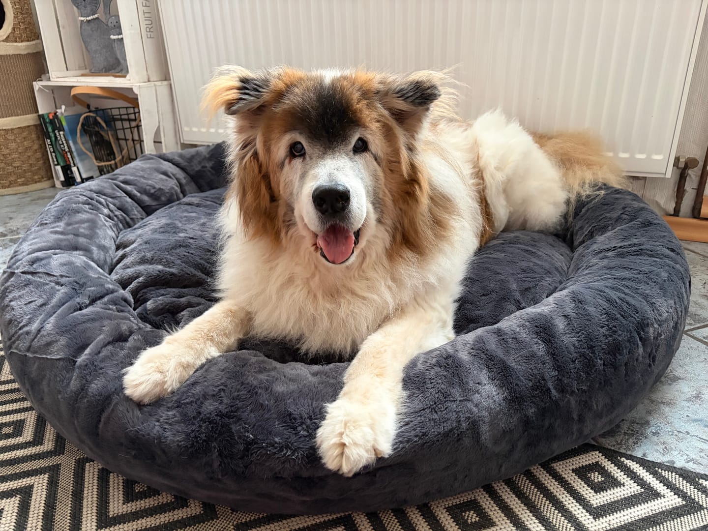 Customer photo review of Orthopädisches Hundebett Deluxe