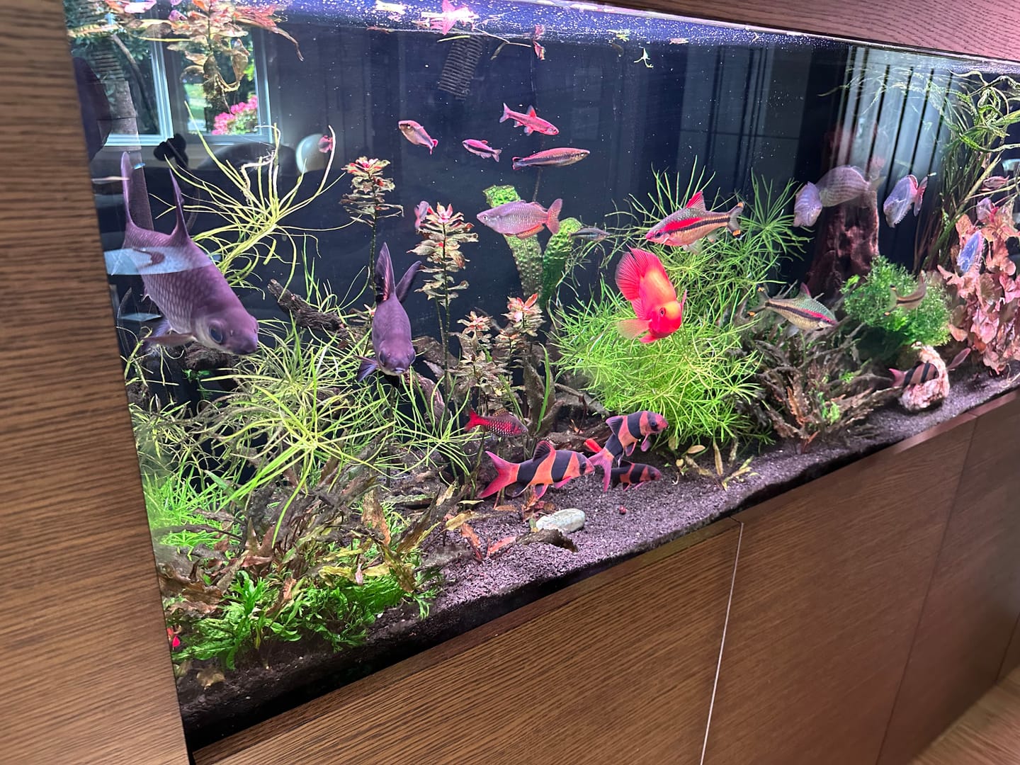 Customer photo review of Chihiros WRGB II Pro LED Light