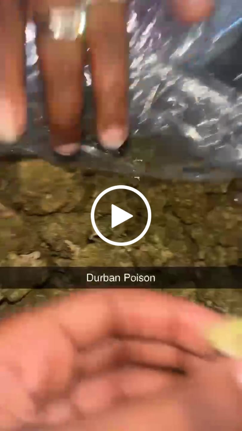 Customer video review of Butterscotch OG - Bulk - Indica