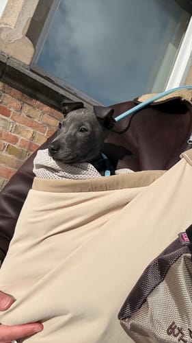 Customer photo review of City Stroll Carrier