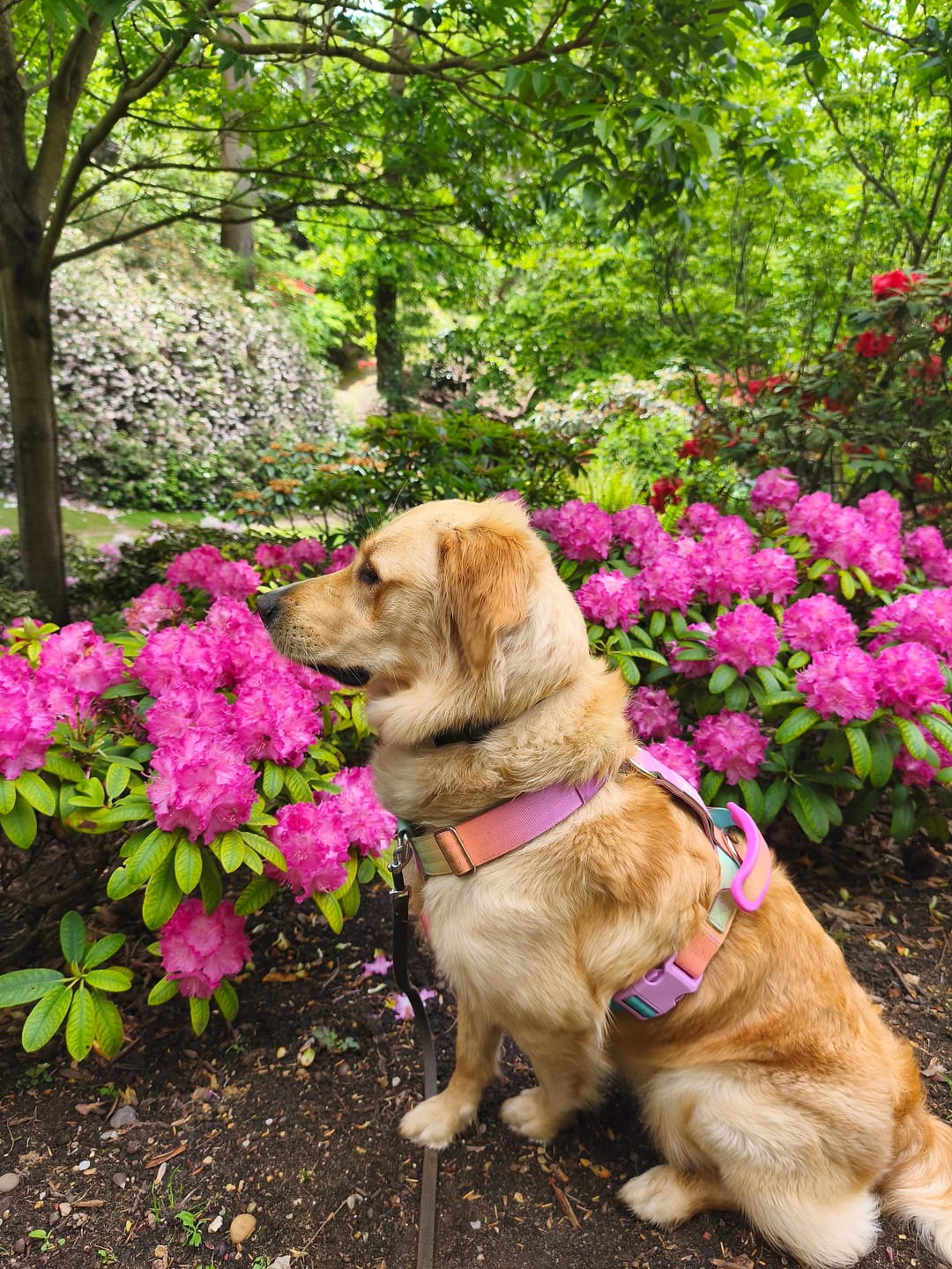 Customer photo review of Comfort Control No-Pull Dog Harness - Pastel Icing
