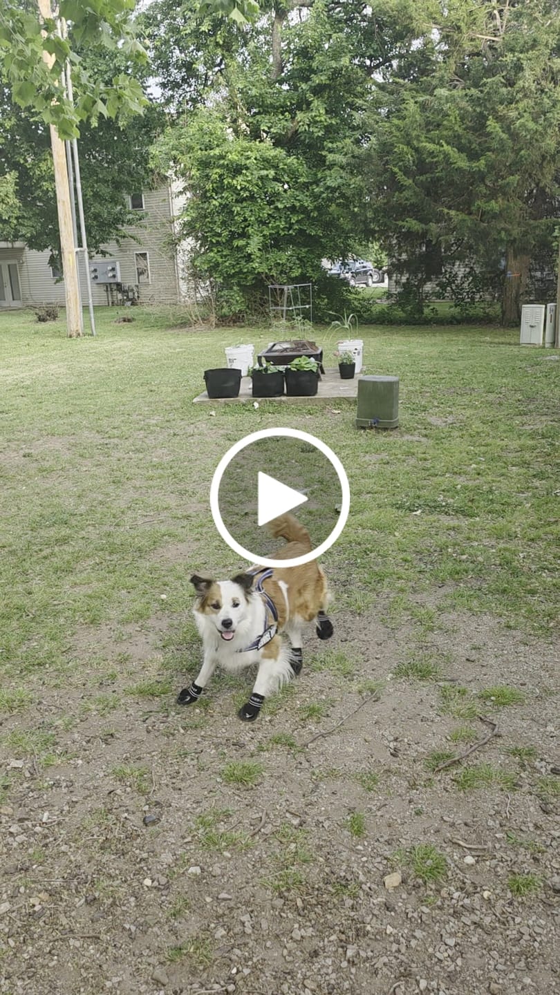 Customer video review of AIR PUP DOG SHOES - SET OF 4