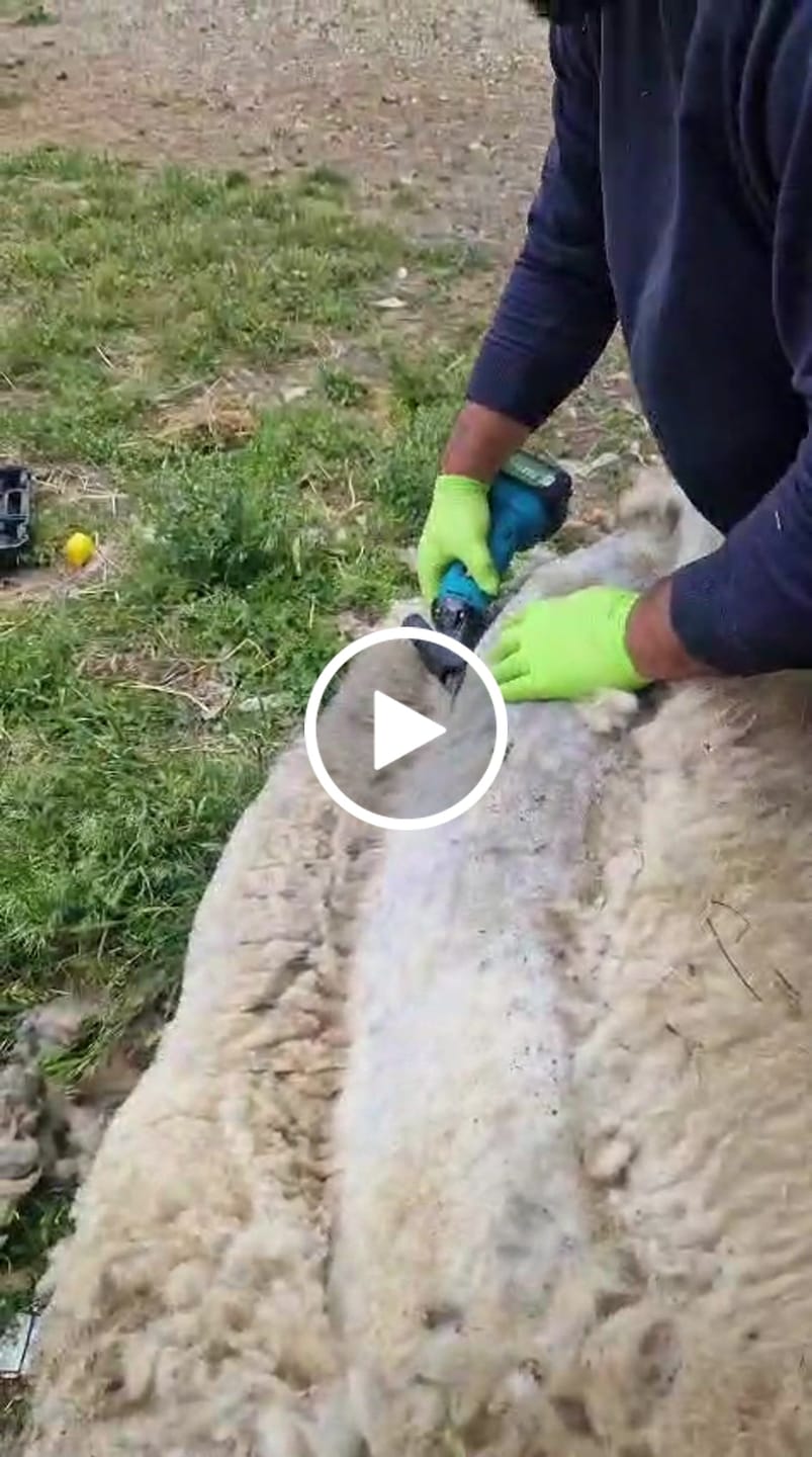 Customer video review of ONEVAN Cordless 6 Speed 13 Teeth Sheep Shears | For Makita 18V Battery