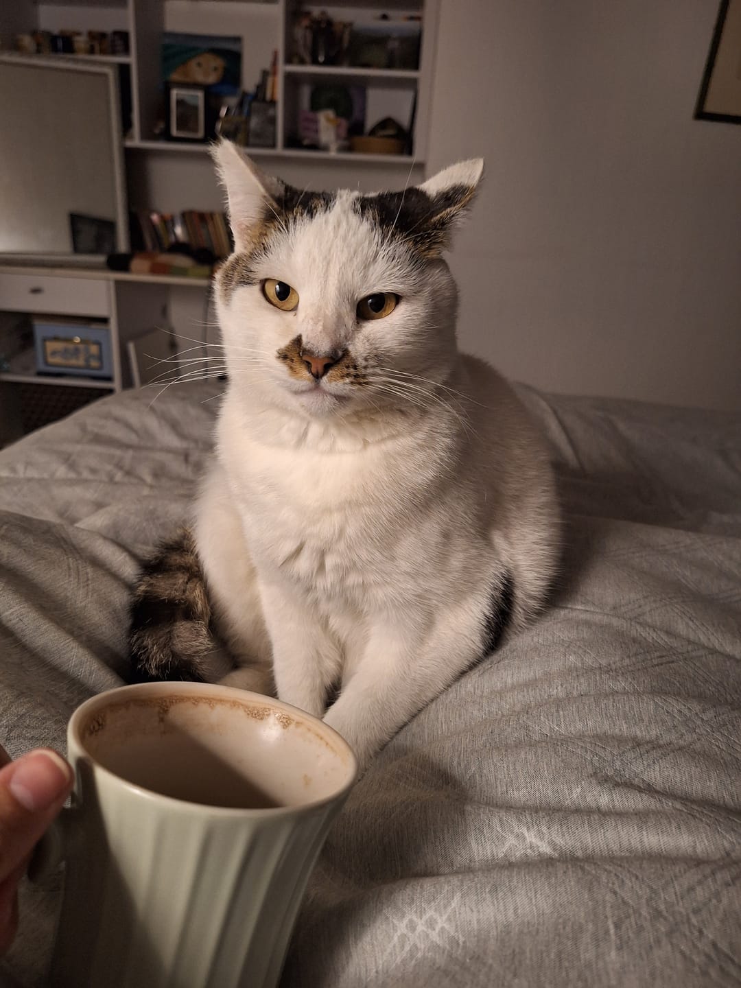 Customer photo review of Hot Chocolate - Dawn Paws Foundation