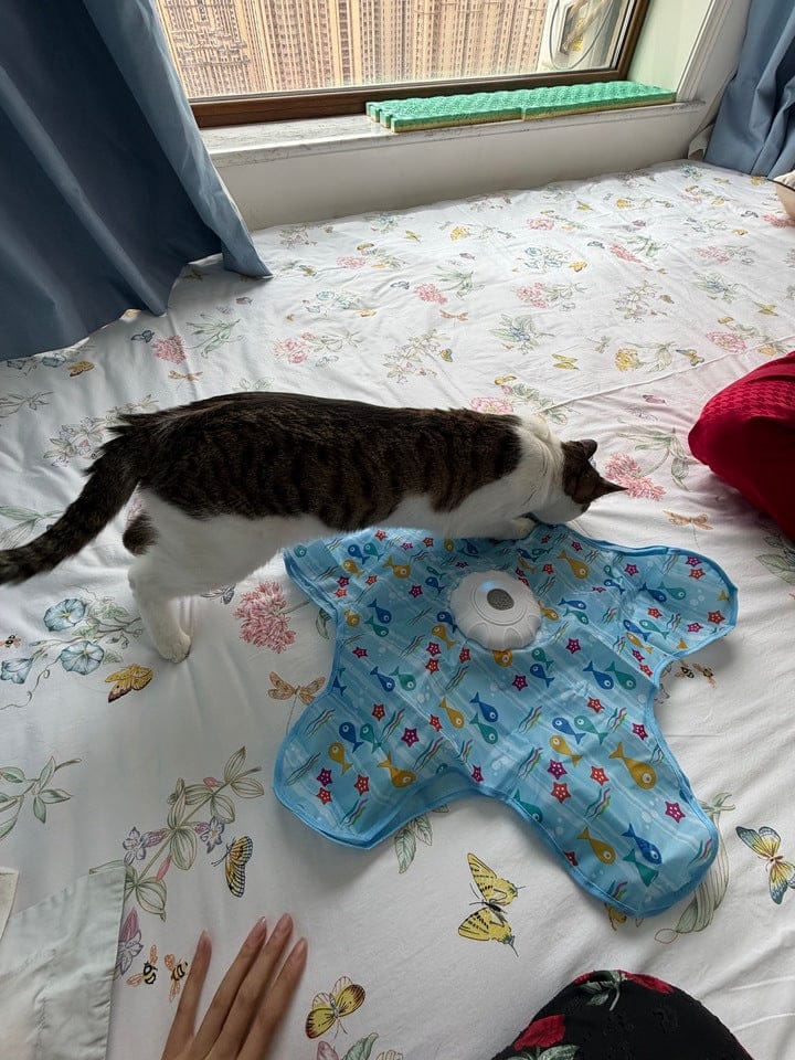 Customer photo review of Teasing UFO (Cats)