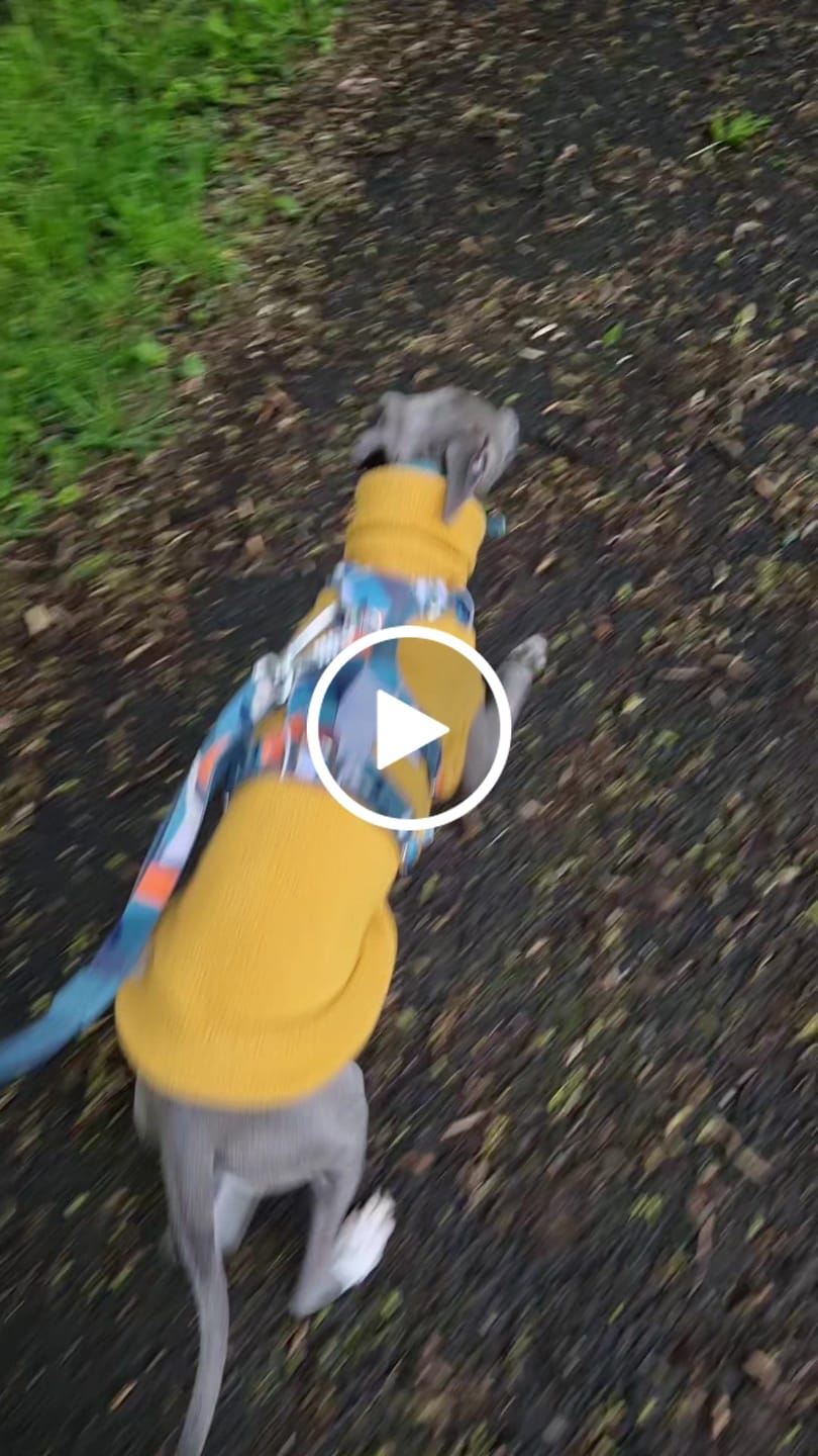 Customer video review of Scramble Harness