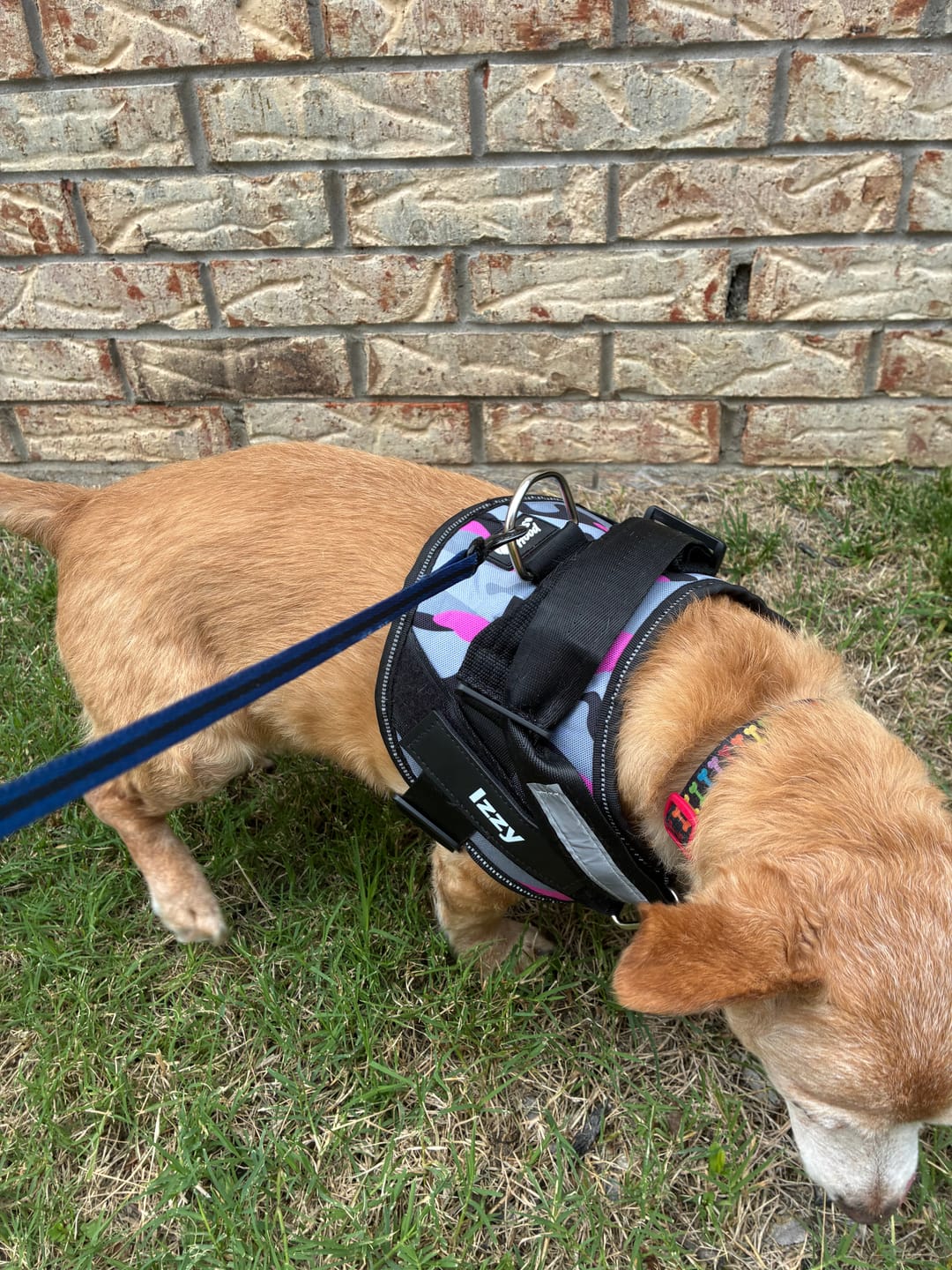Customer photo review of Dogshood ™