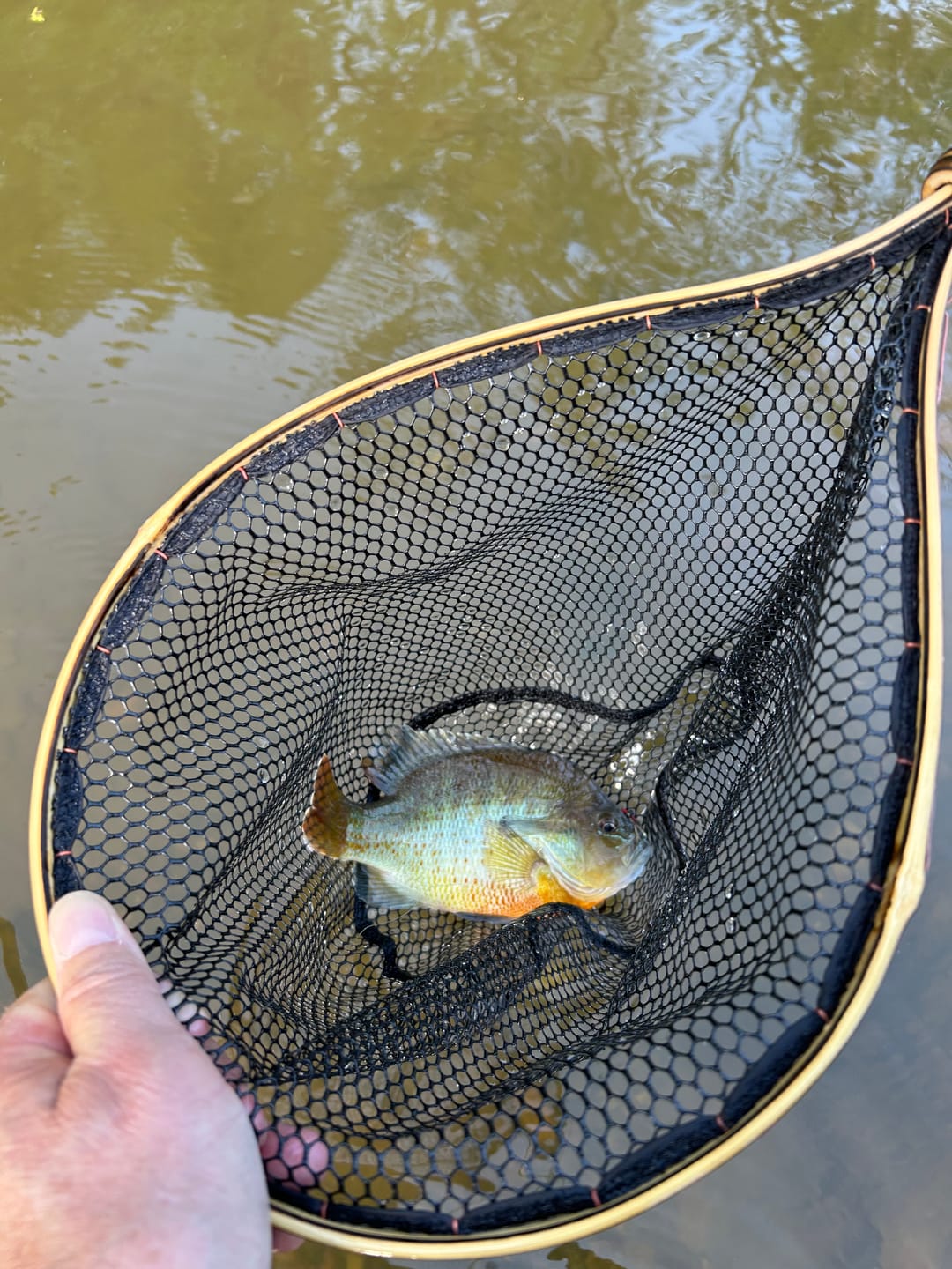 Customer photo review of Brookie w/ Tether - 8x12" Hoop
