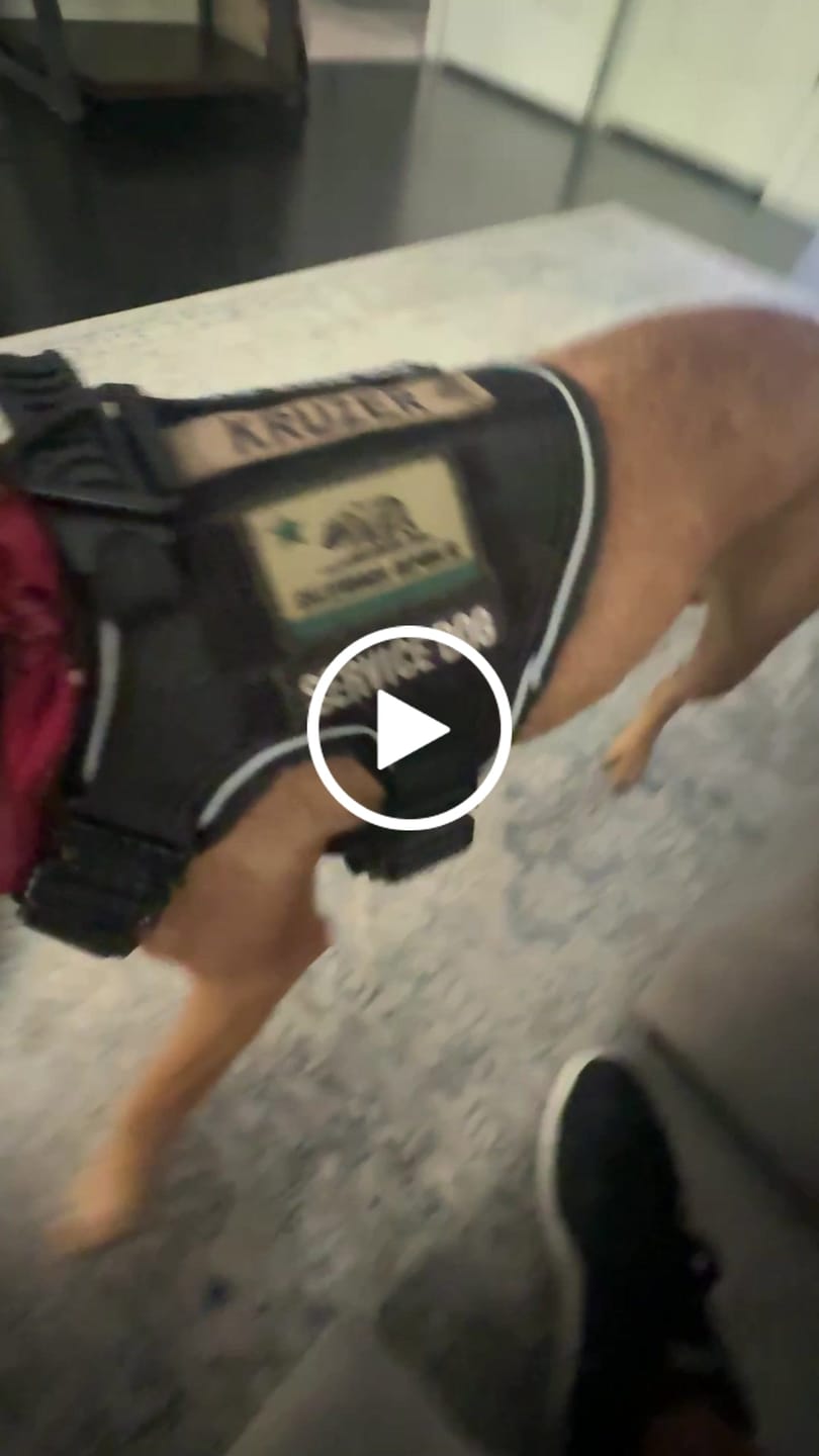 Customer video review of NEW Upgraded Tactical No-Pull Team K9™ Dog Harness with 4 Quick-Release Metal Buckles, Reinforced Front & Back V-Rings, Hook & Loop Panels, Adjustable Straps, Reflective Strips, & Top Handle