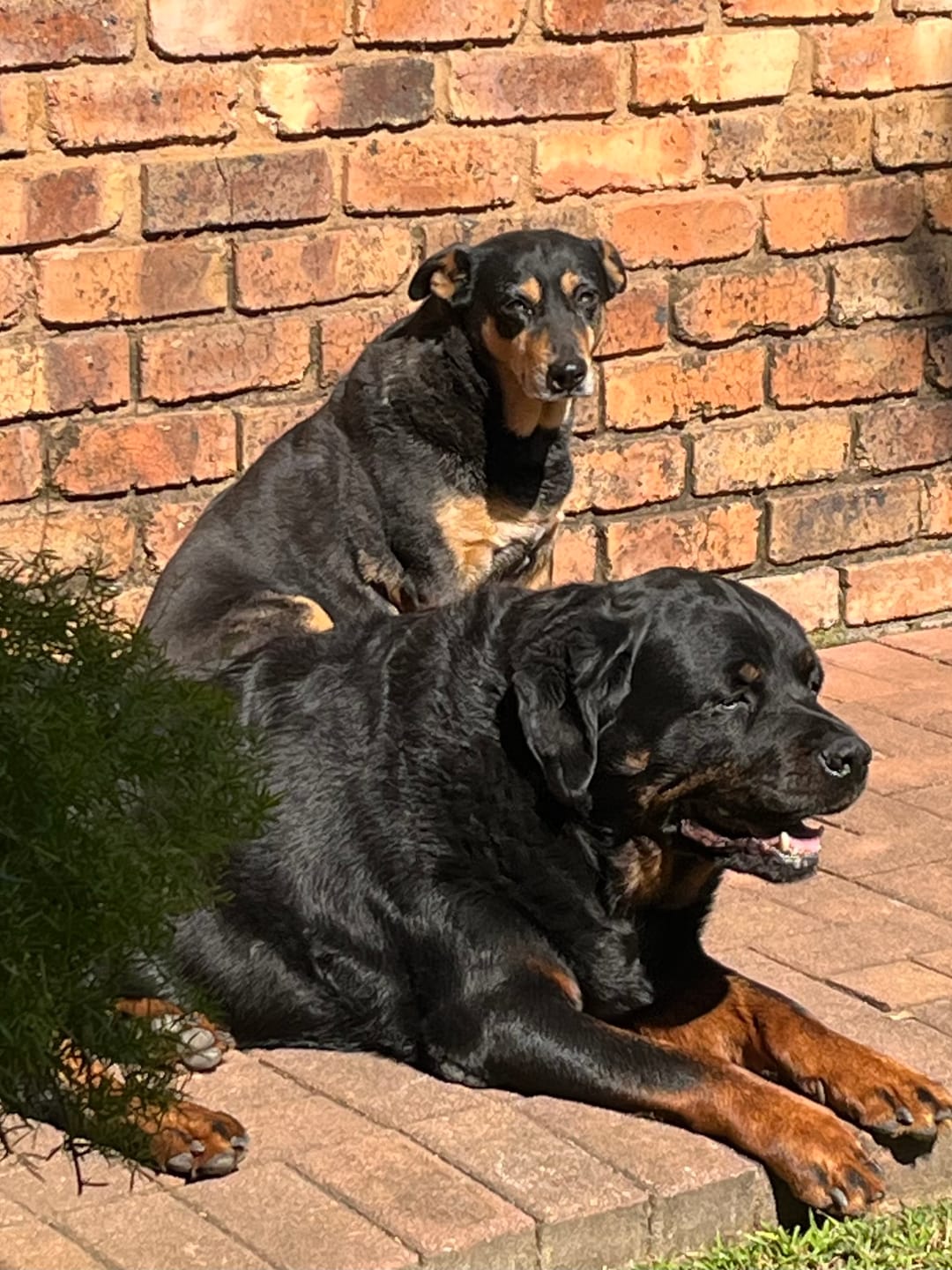 Customer photo review of FlexCare (Joint & Movement Support For Dogs)