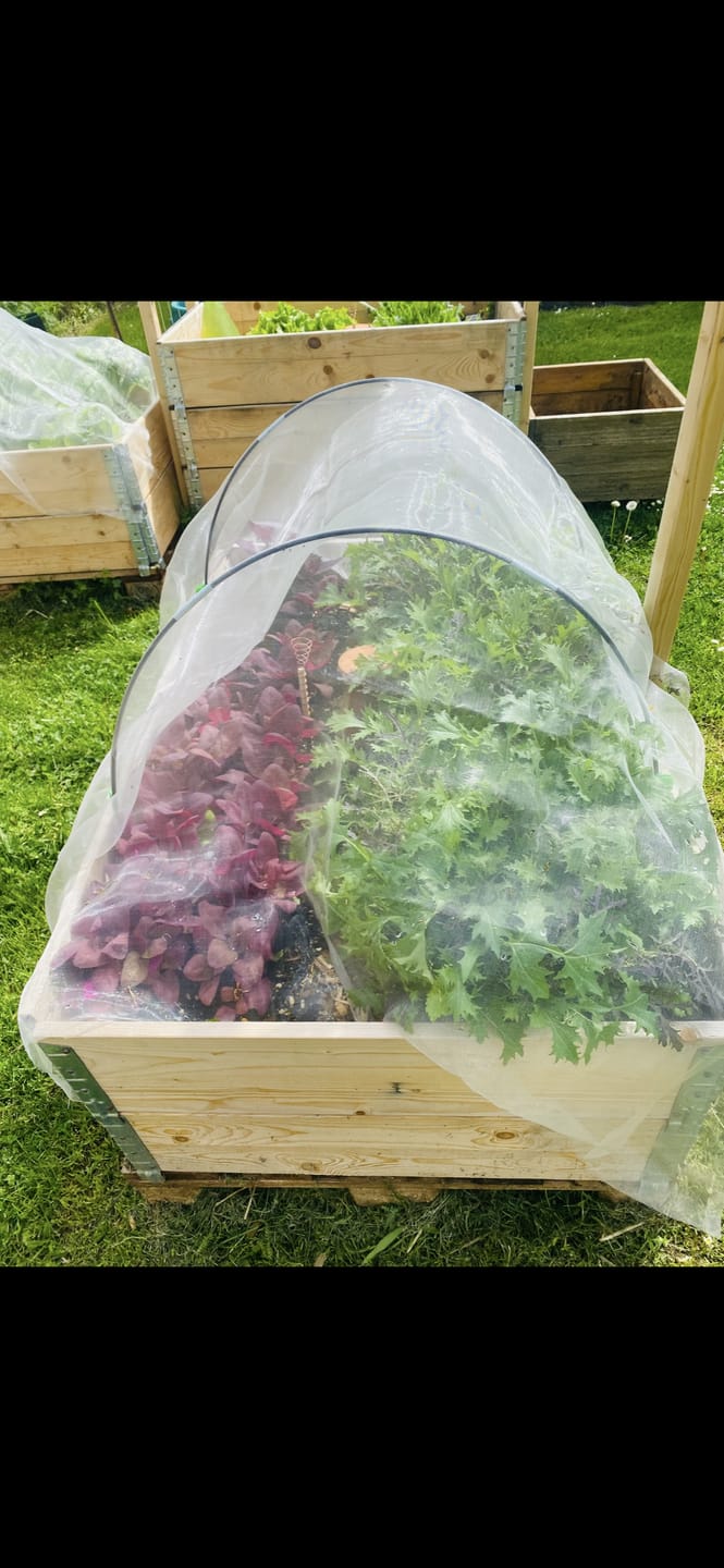Customer photo review of Spinatgemüse ‘Rote Gartenmelde’