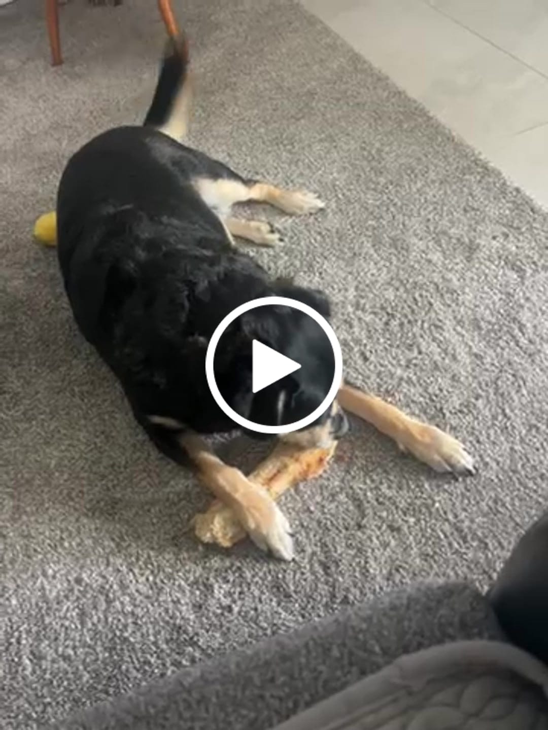 Customer video review of Ostrich Hip Bone (12" x 5"x 3”): The Durable, Flavor-Packed Chew for Medium & Large Dogs