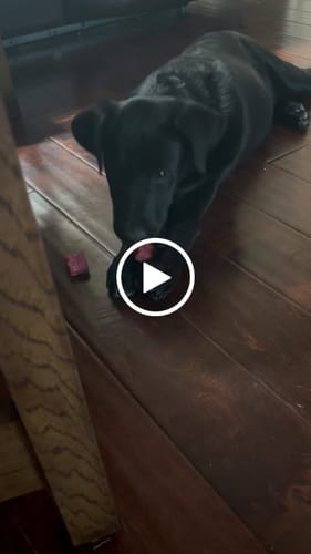 Customer video review of Long-Lasting Yak Chews — 6 Flavor Pack