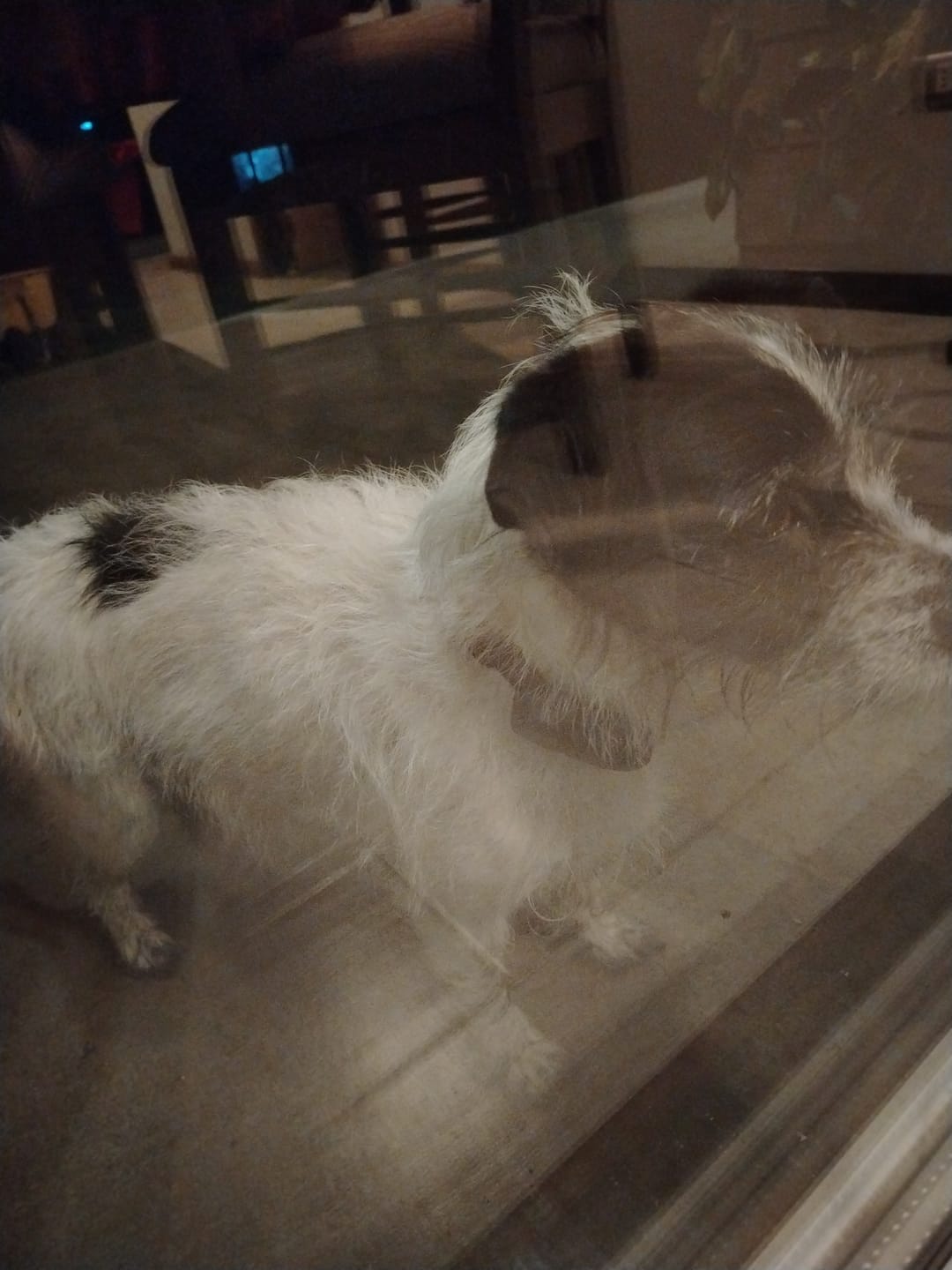 Customer photo review of Rastreador GPS Petfind 2.0
