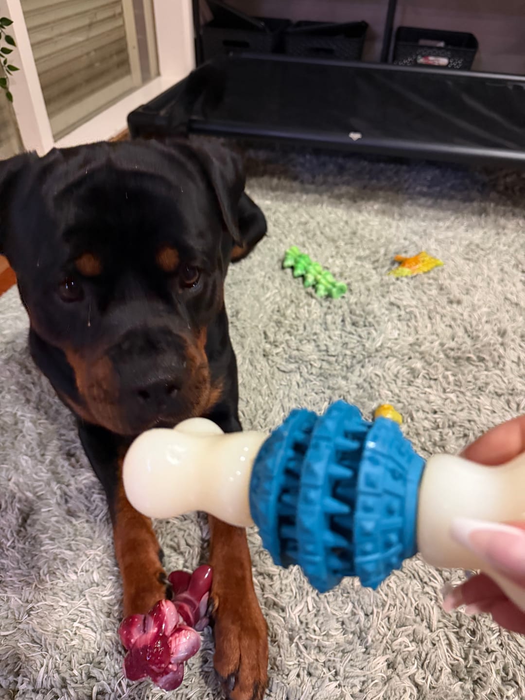 Customer photo review of TUFFPlay™ The Cruncher