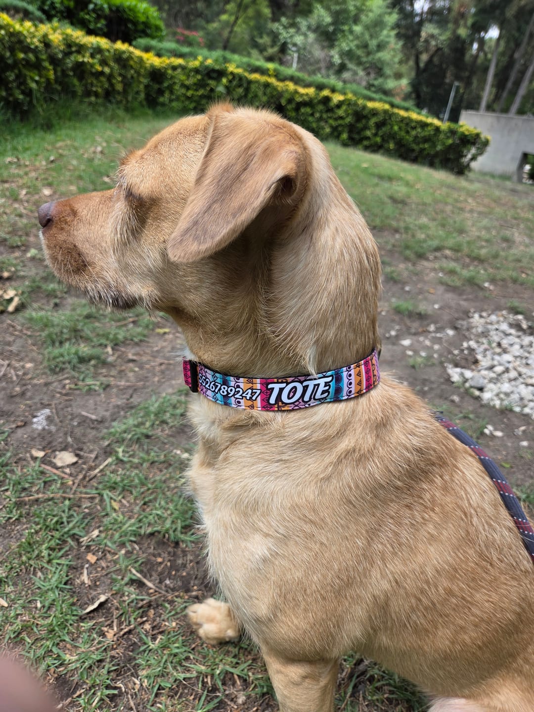 Customer photo review of Collar personalizado: Tribal
