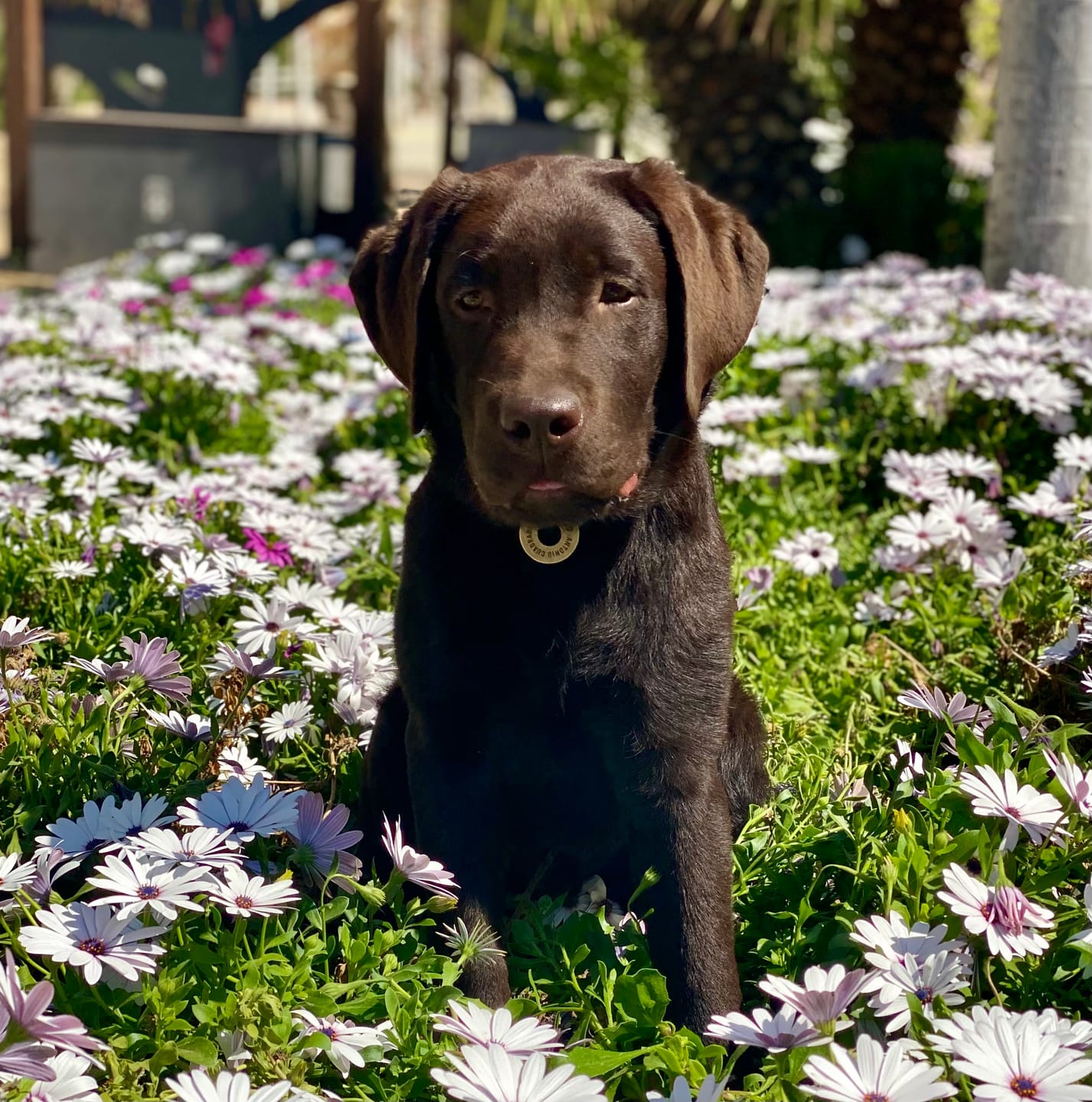 Customer photo review of Grain Free Giant Puppy