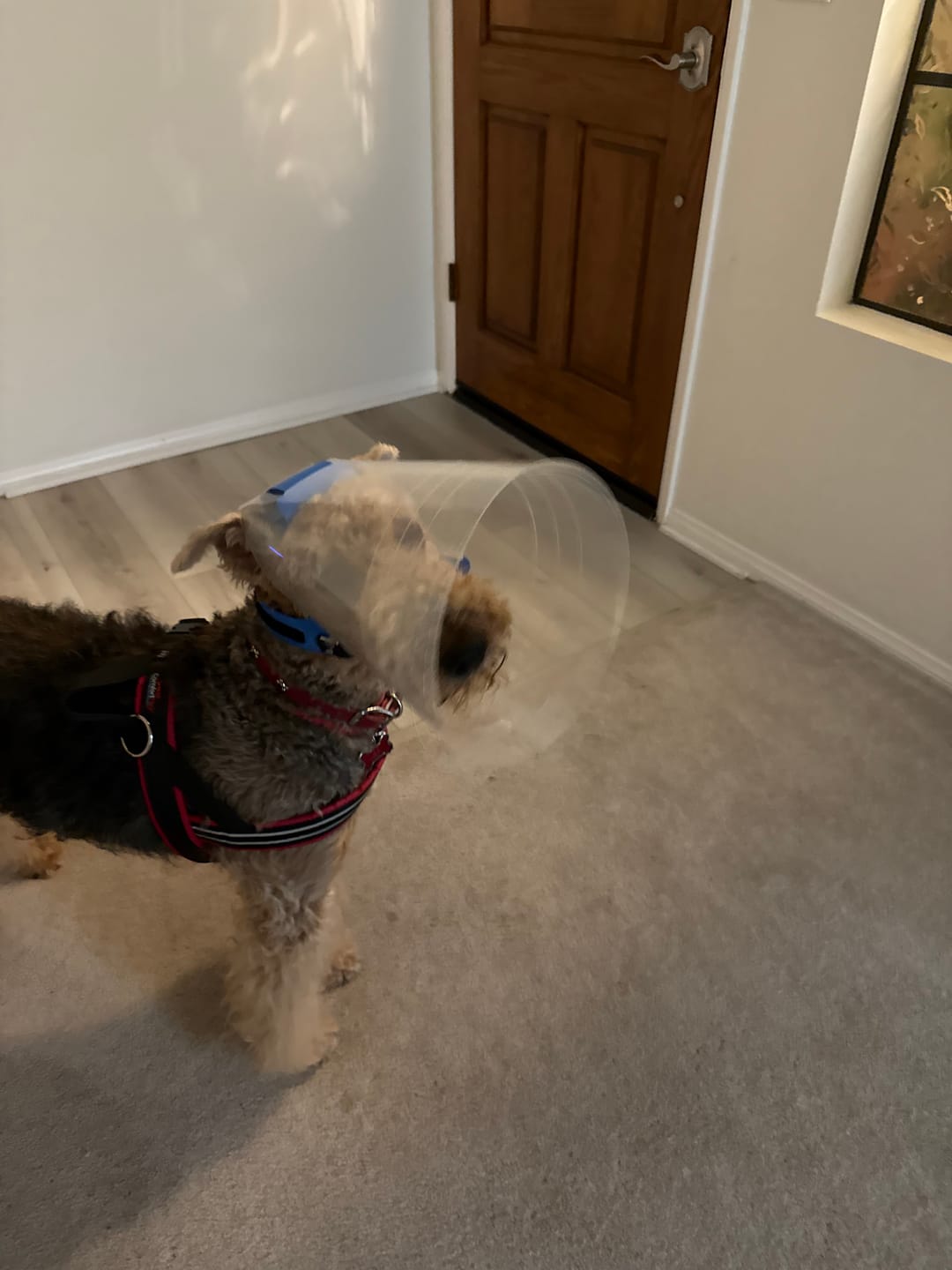 Customer photo review of NovaGuard Recovery Collar