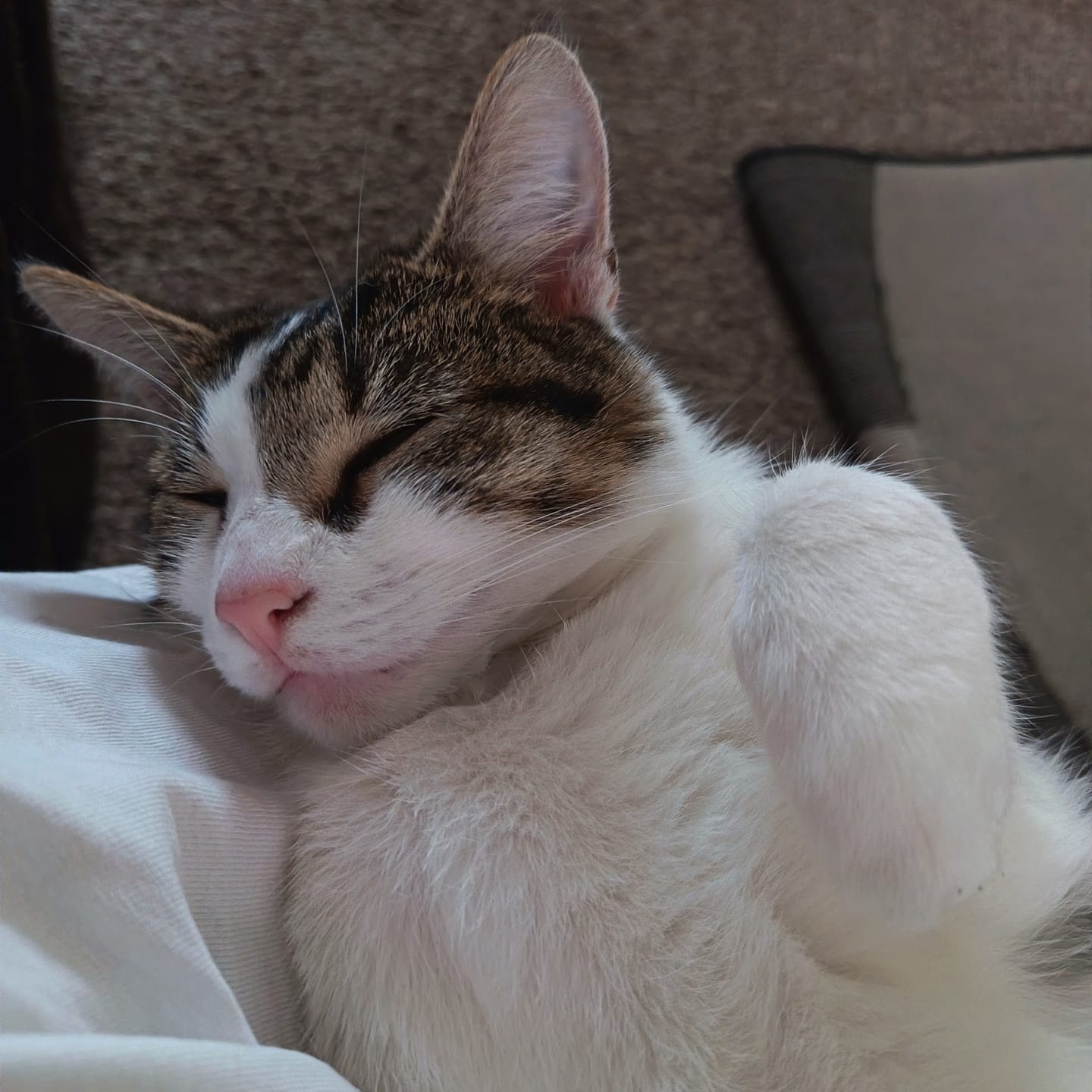 Customer photo review of Cat Gel