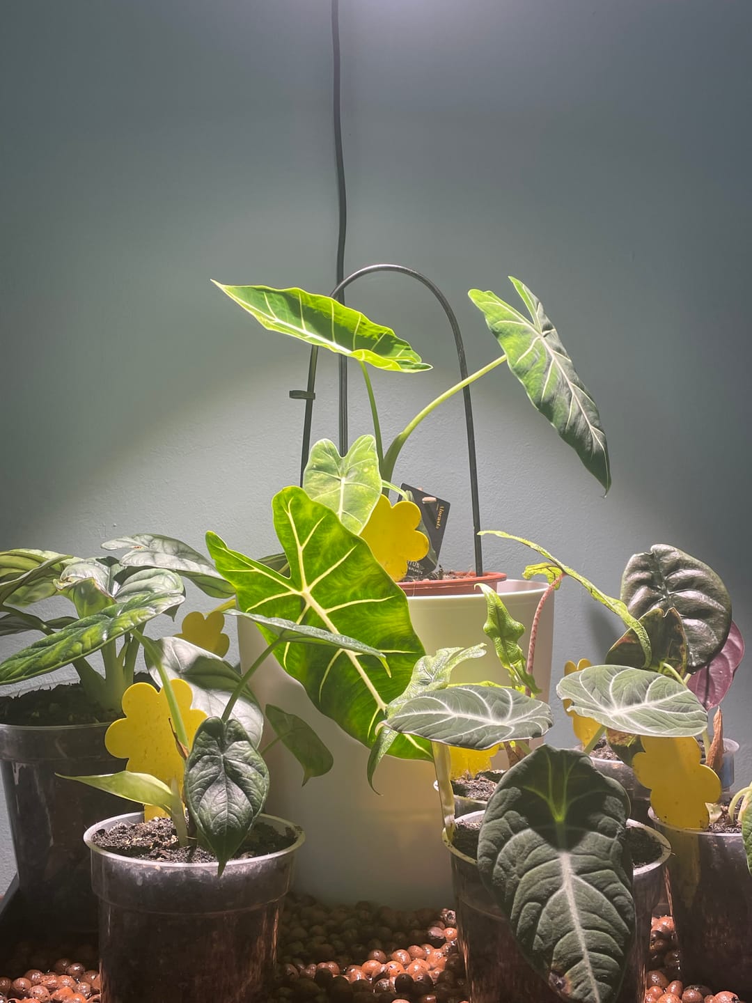 Customer photo review of Claria Grow Light Pendant: Grow Anywhere