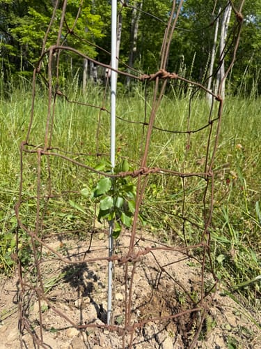 Customer photo review of Whitetail Hill Deer Pear™