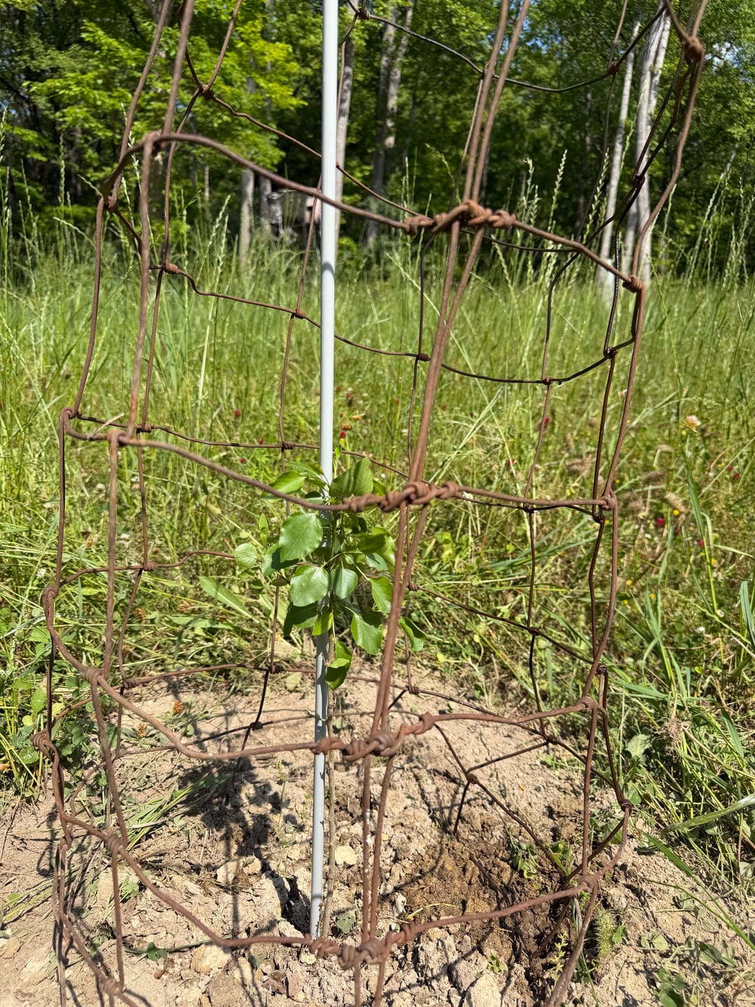 Customer photo review of Whitetail Hill Deer Pear™