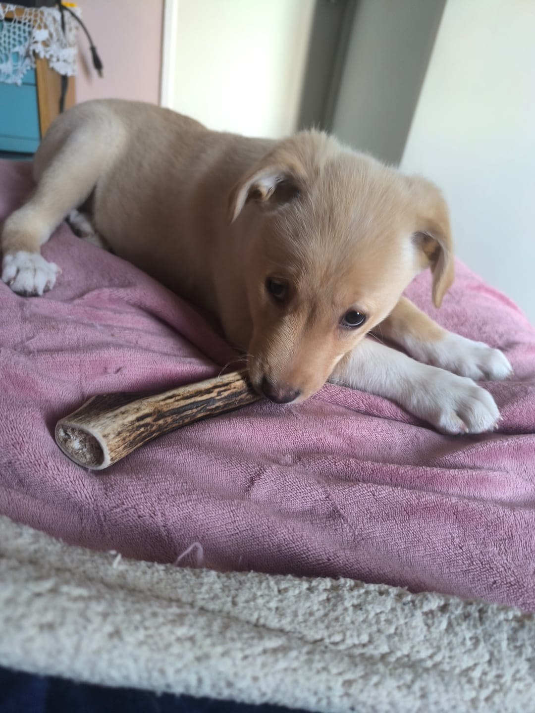 Customer photo review of Asta de ciervo para perros - Regular