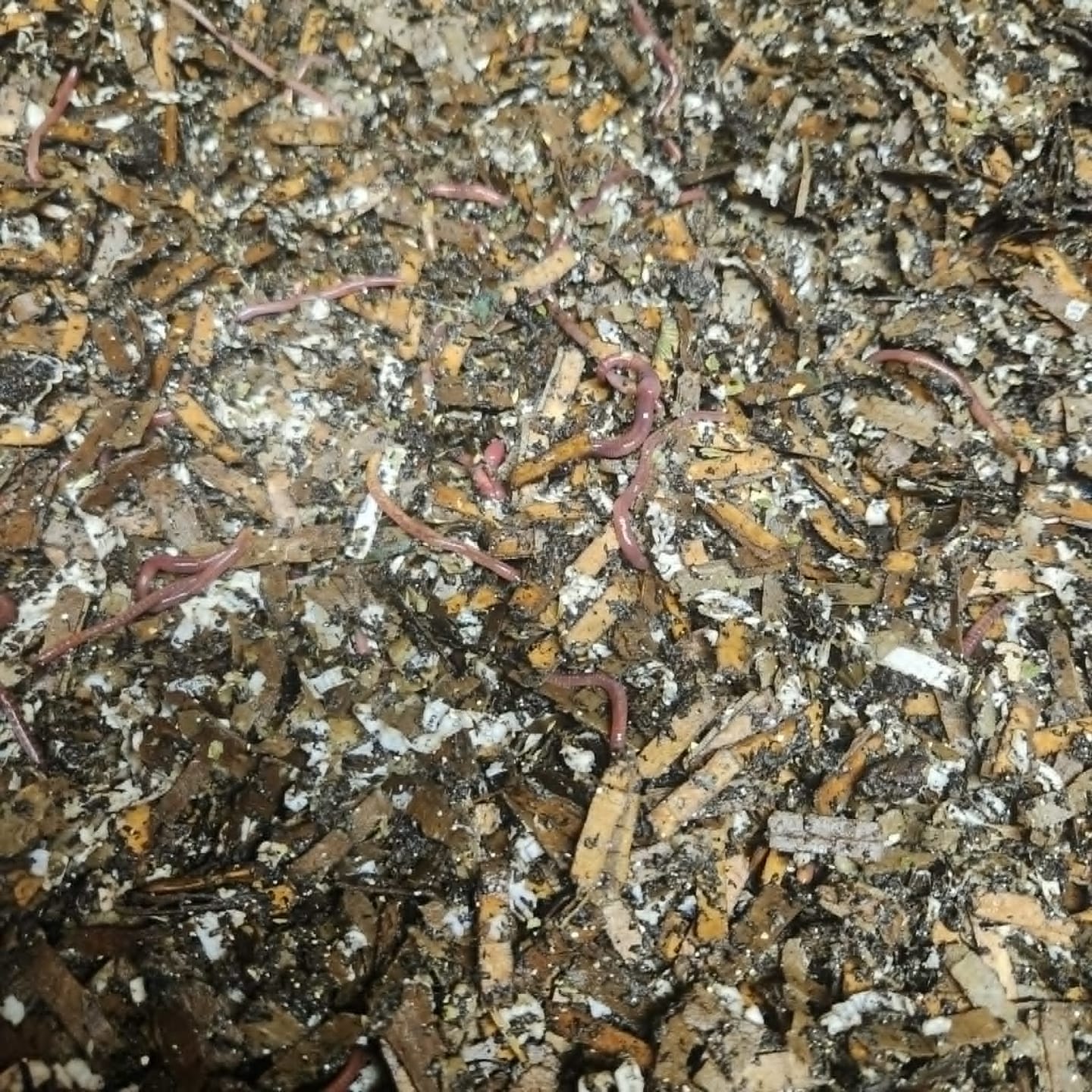 Customer photo review of Red Wigglers Composting Worms