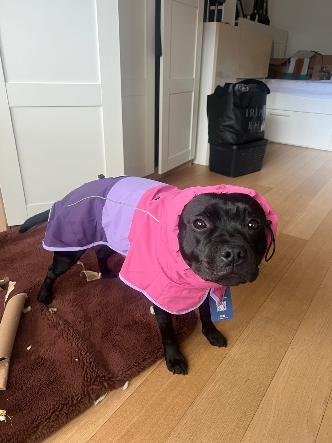 Customer photo review of Breatheshield™ Dog Raincoats