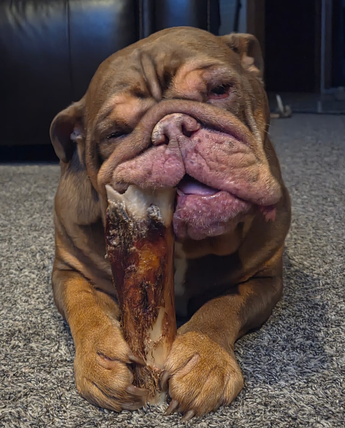 Customer photo review of Large Dog Black Friday Bundle (Your 12oz Jerky+2 Large Bones+12" Hick. Bully)
