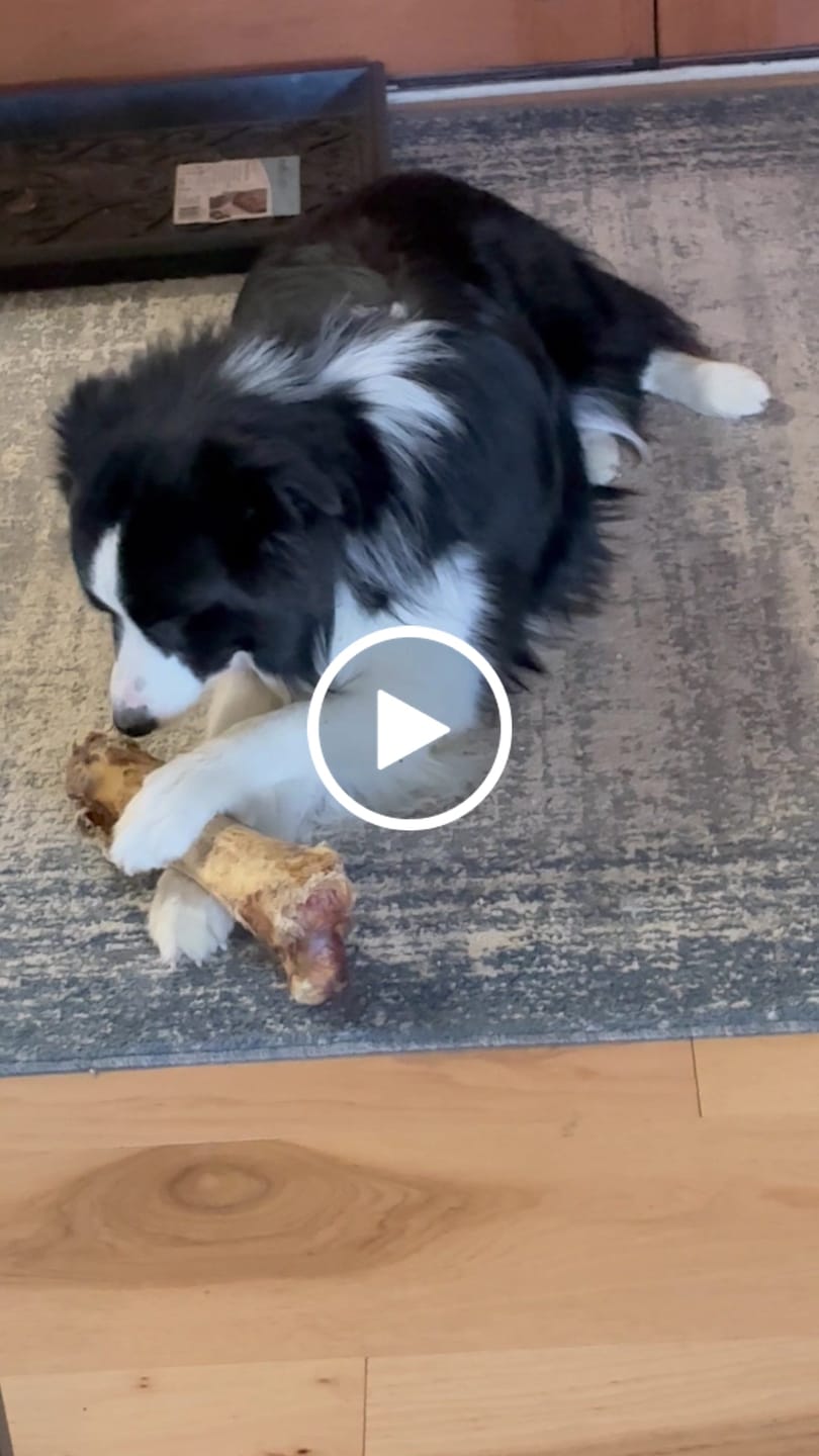 Customer video review of Ostrich Hip Bone (12" x 5"x 3”): The Durable, Flavor-Packed Chew for Medium & Large Dogs