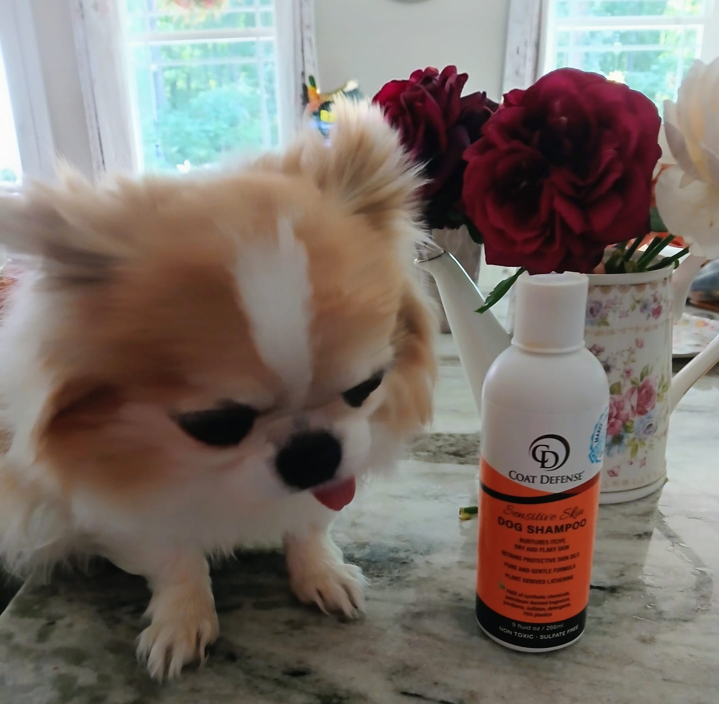 Customer photo review of Sensitive Skin Dog Shampoo - 8oz  Concentrated