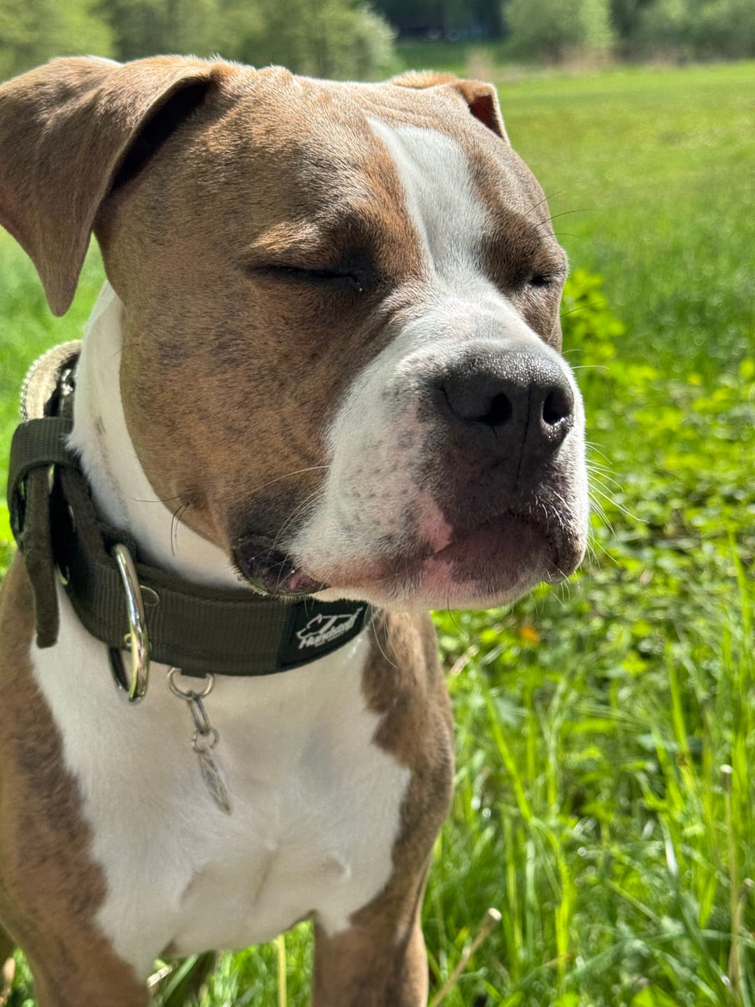 Customer photo review of Active Khaki - Brett slitstarkt halsband med spänne