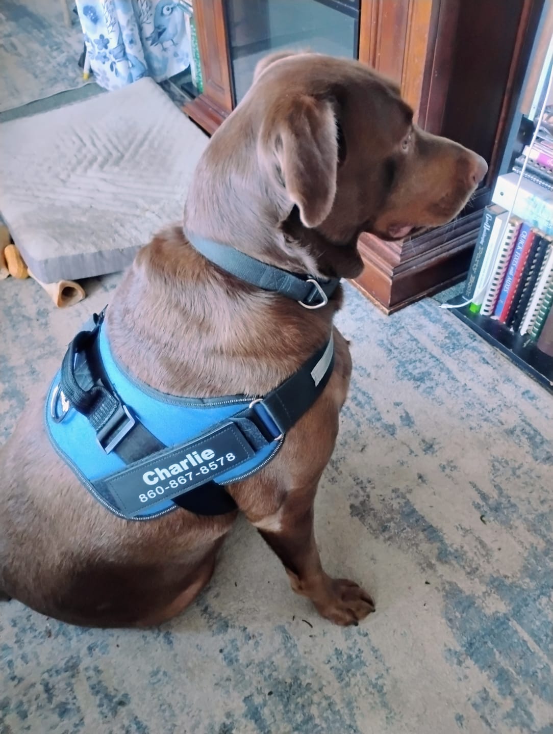Customer photo review of Dogshood ™